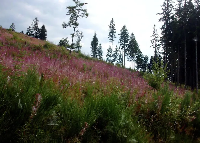 Flat In With Garden * Schmallenberg